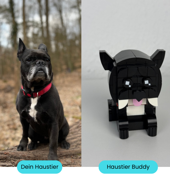 Haustier Buddy